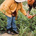 Seasonal Produce - Side view of unrecognizable ethnic female gardeners in casual clothes and hats harvesting ripe vegetables in green plantation
