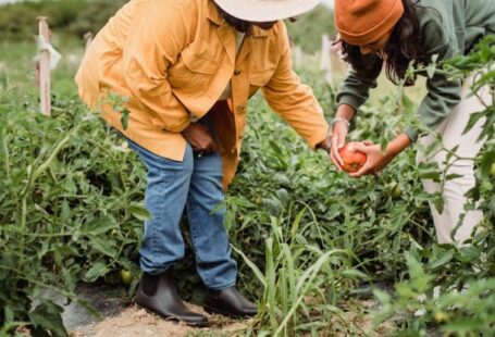 Seasonal Produce - Side view of unrecognizable ethnic female gardeners in casual clothes and hats harvesting ripe vegetables in green plantation